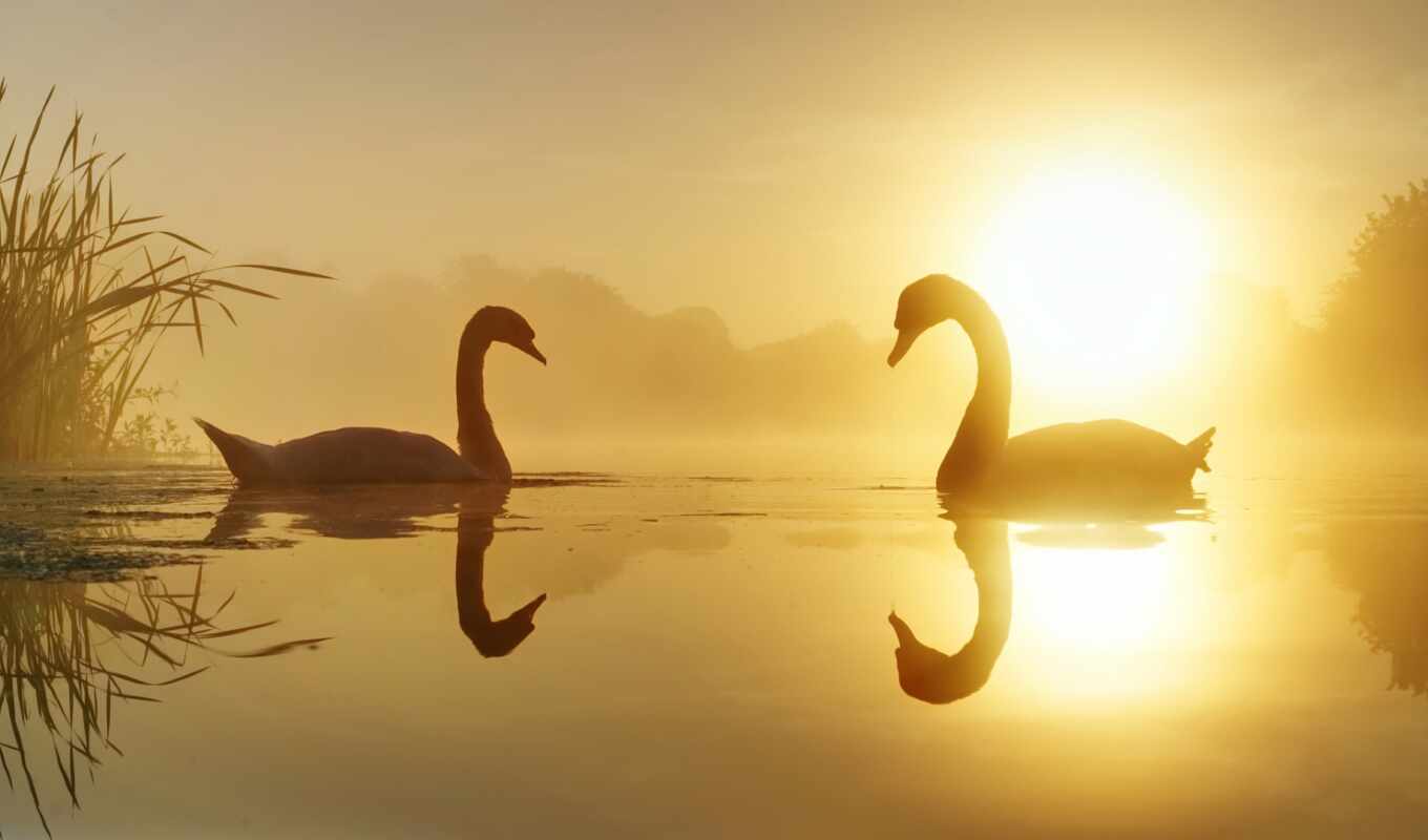 lake, nature, sunset, water, sunlight, bird, animal, reflection, swan