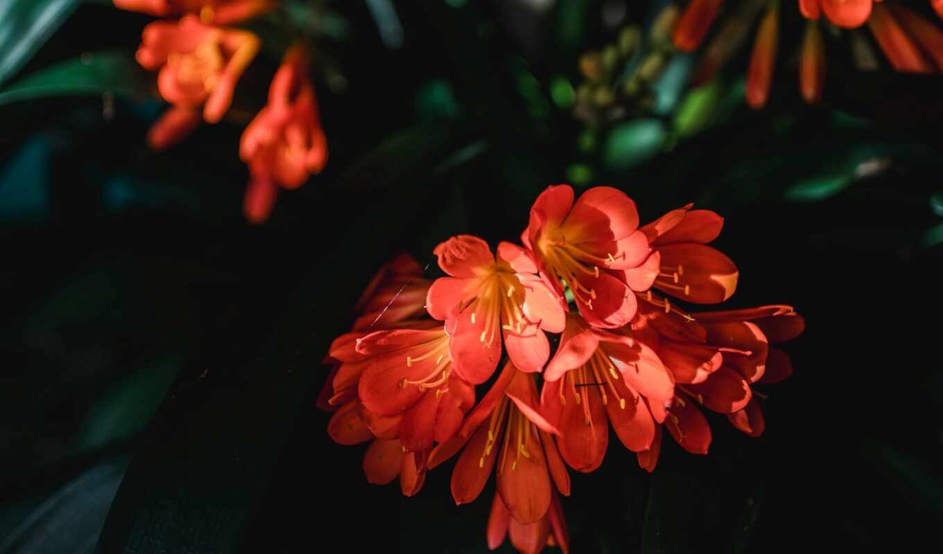 цветы, оранжевый, lily, bush, clivia, shirokoformatnyi, minia