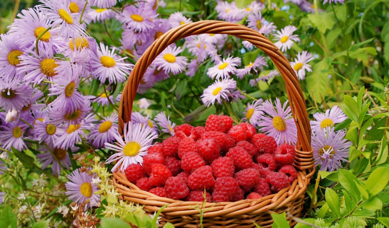 цветы, summer, малина, корзина, ягода, meal