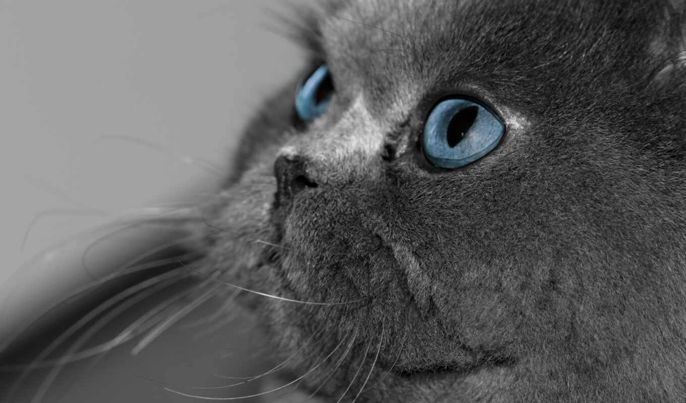 blue, eye, gray, cat, grey, persian