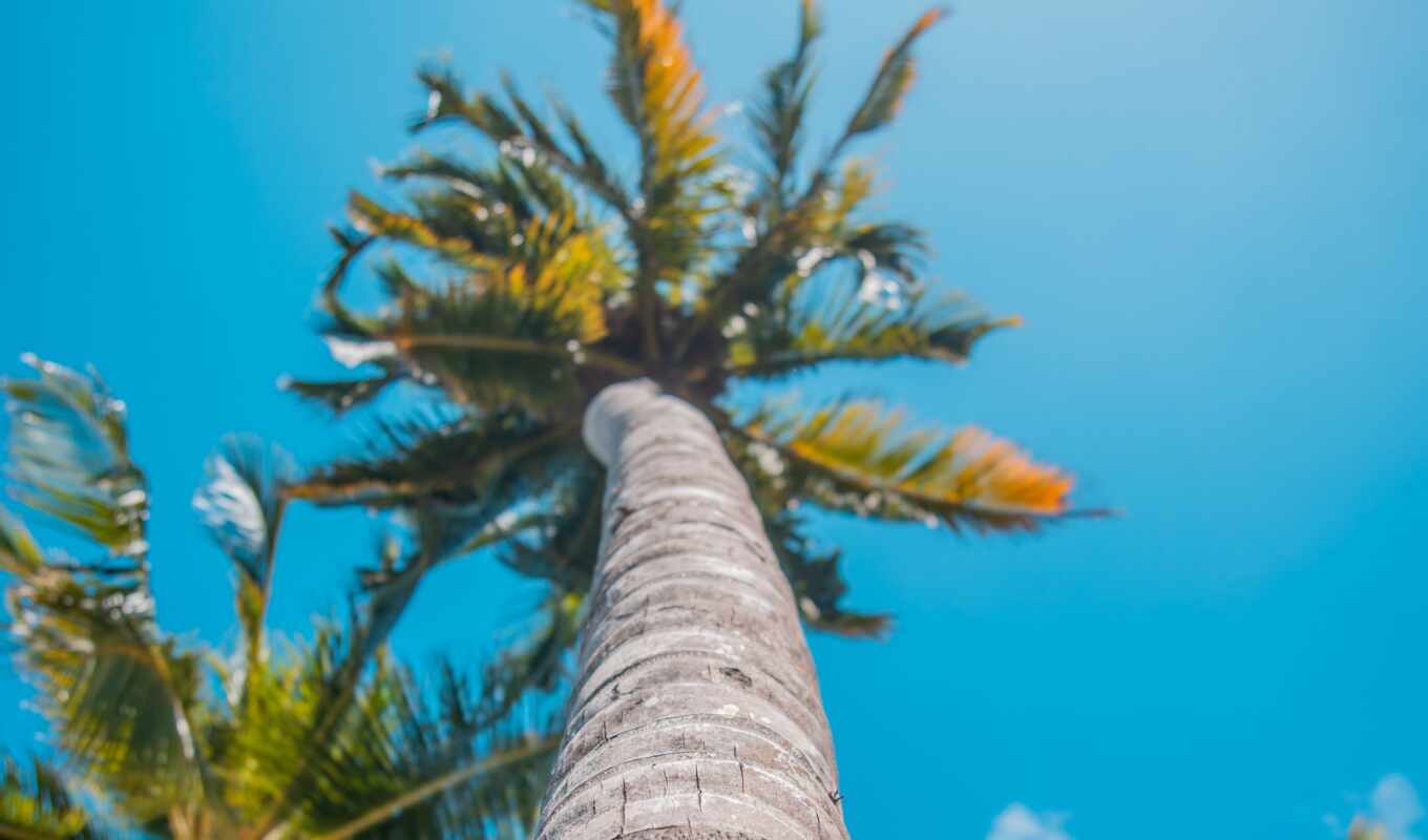 summer, tree, palm, tropic