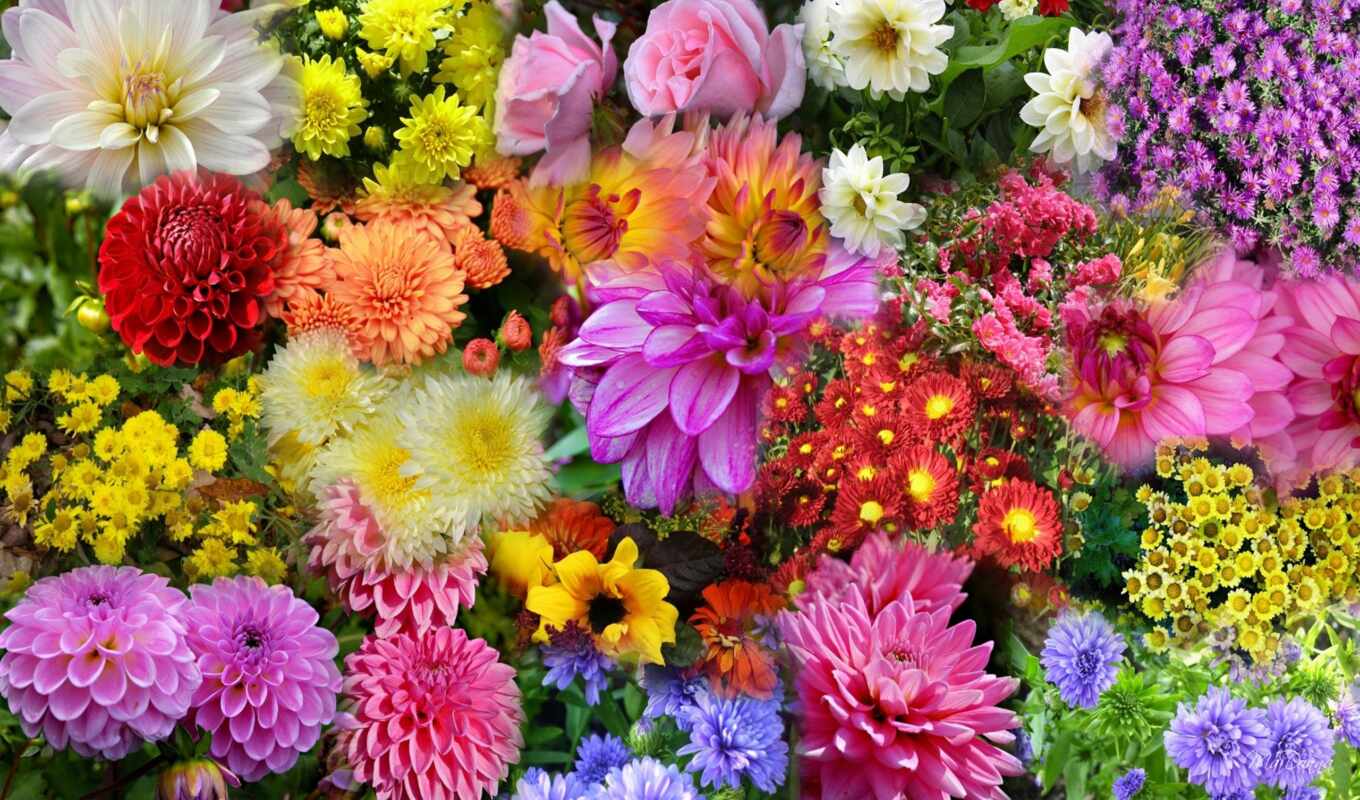 цветы, красивые, дня, утро, хорошего, доброе, доброго