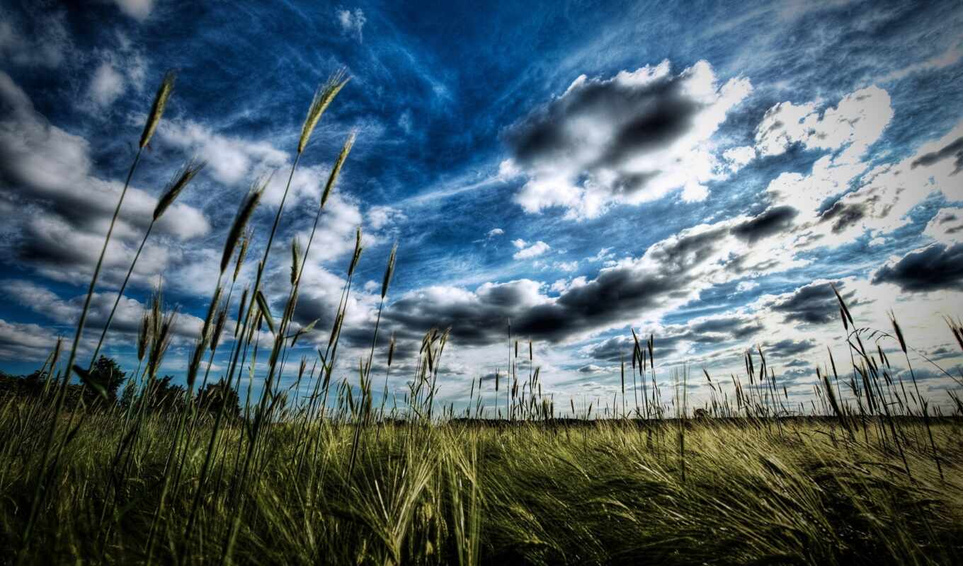 nature, sky, large format, sun, field, day, nature, rays, spikelets