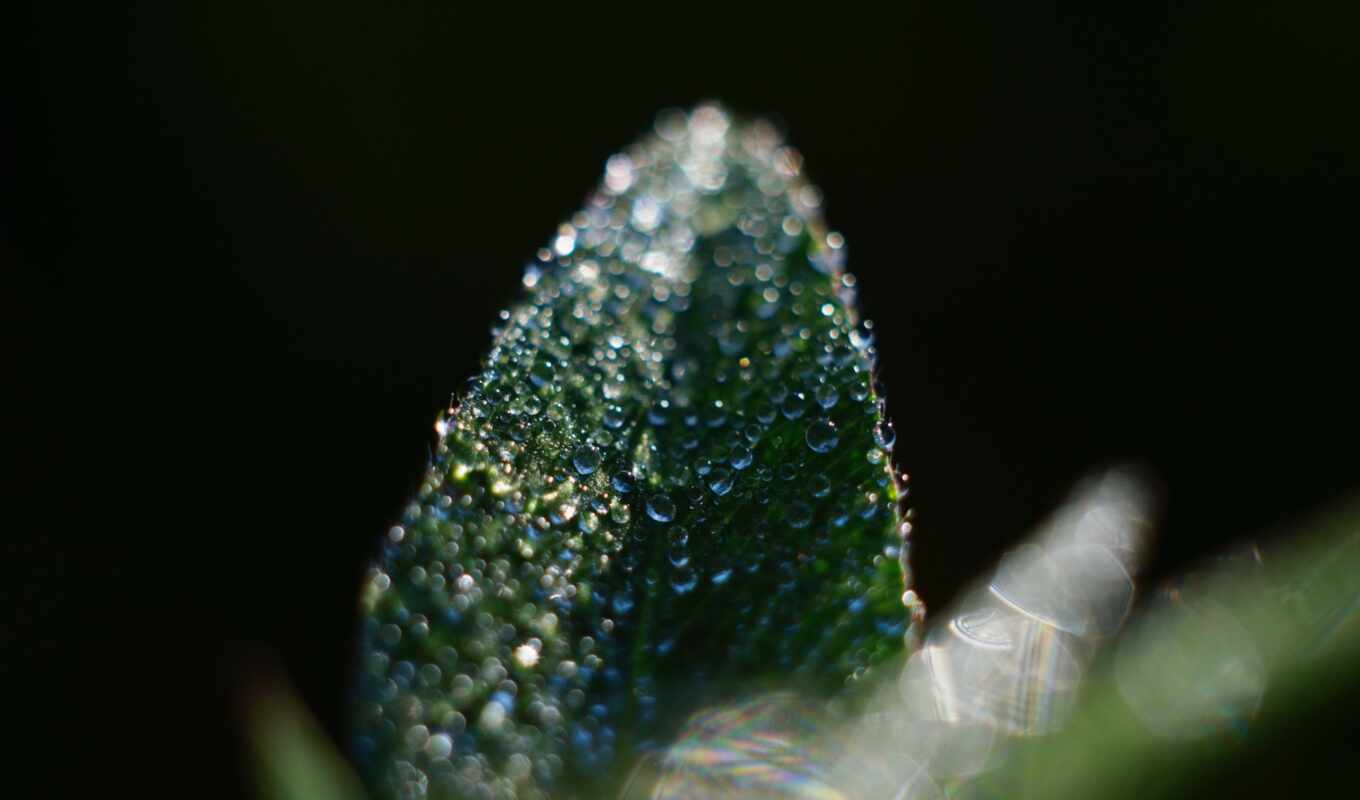 collection, free, macro, already, dew, uploaded
