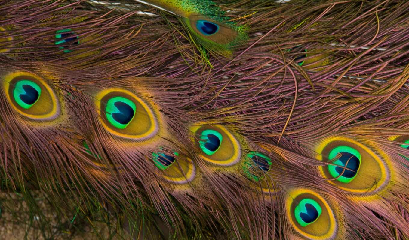 texture, paint, stylus, a feather, peacock, peacock
