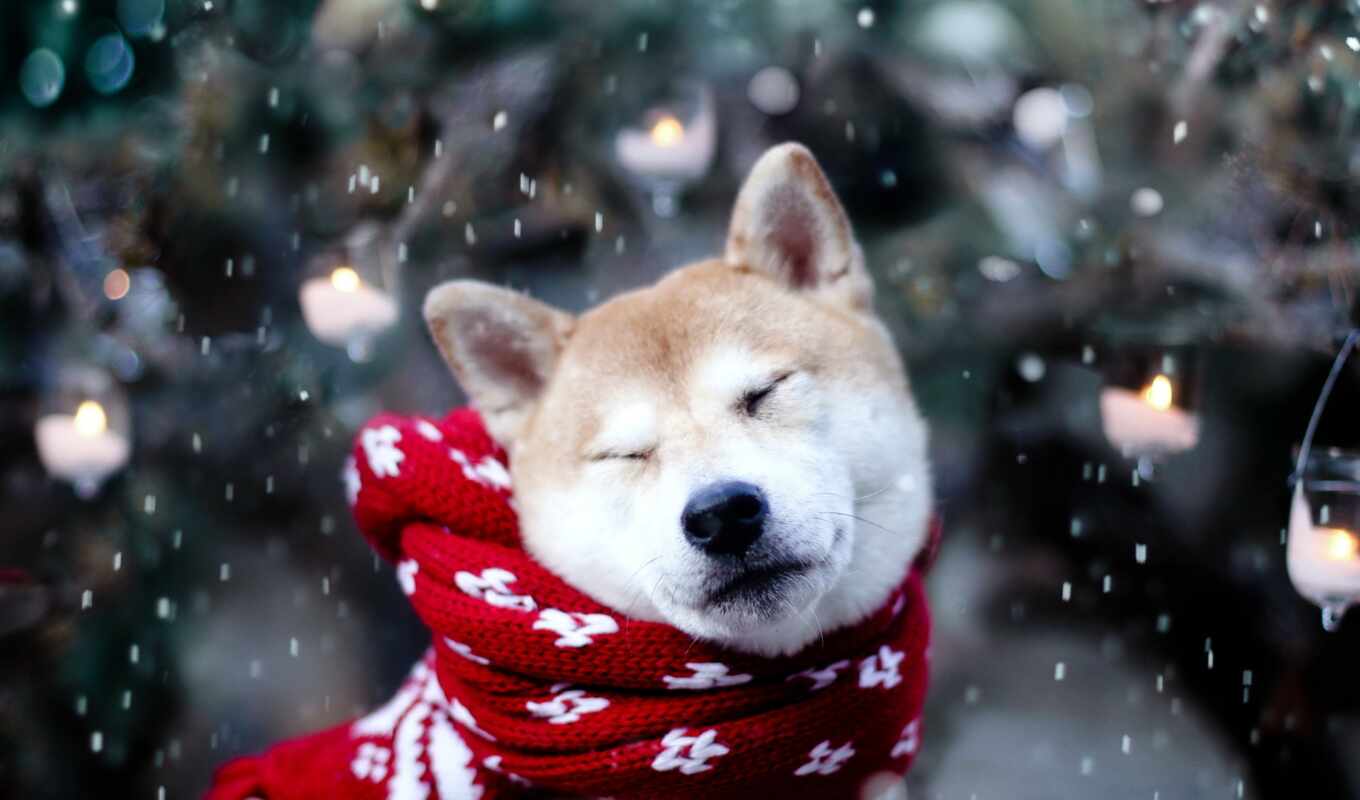 снег, winter, собака, animal, шарф