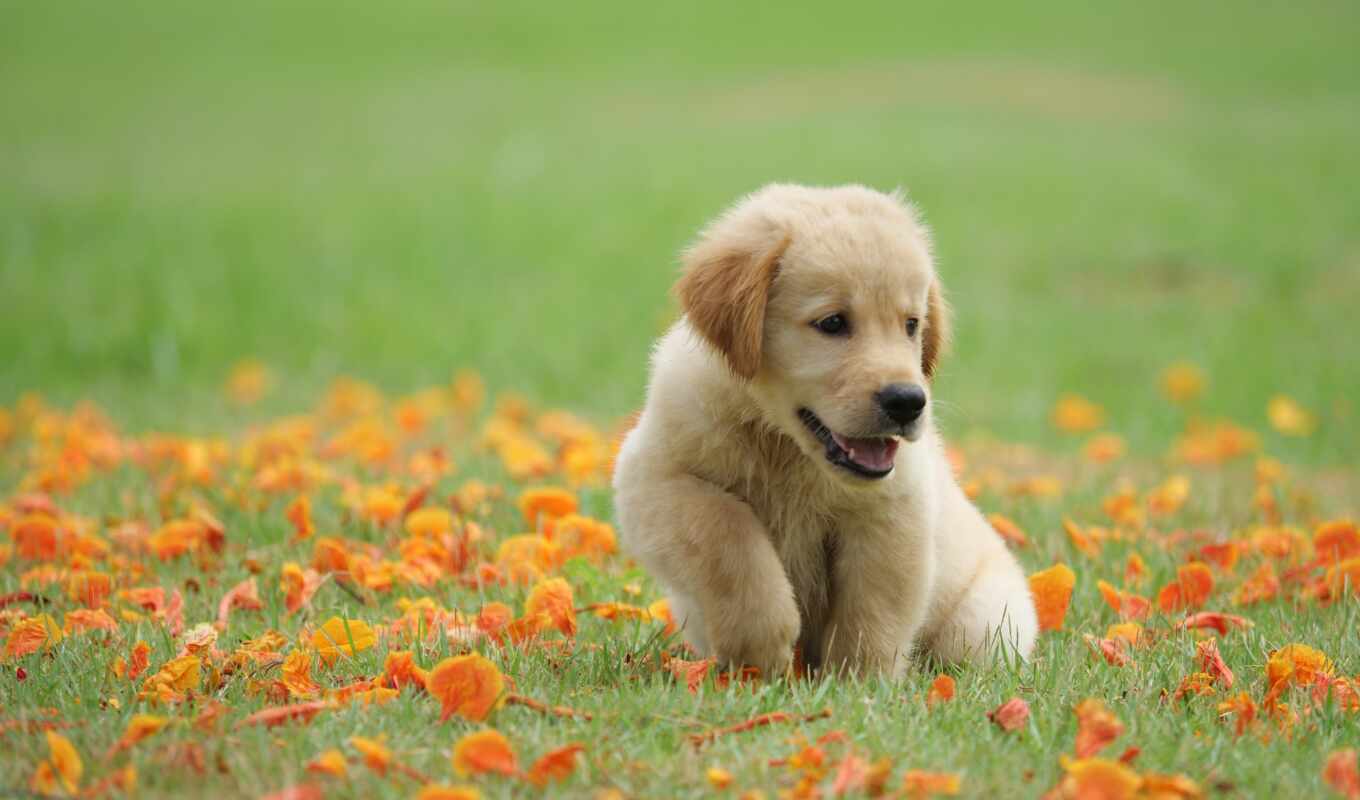 трава, cute, щенок