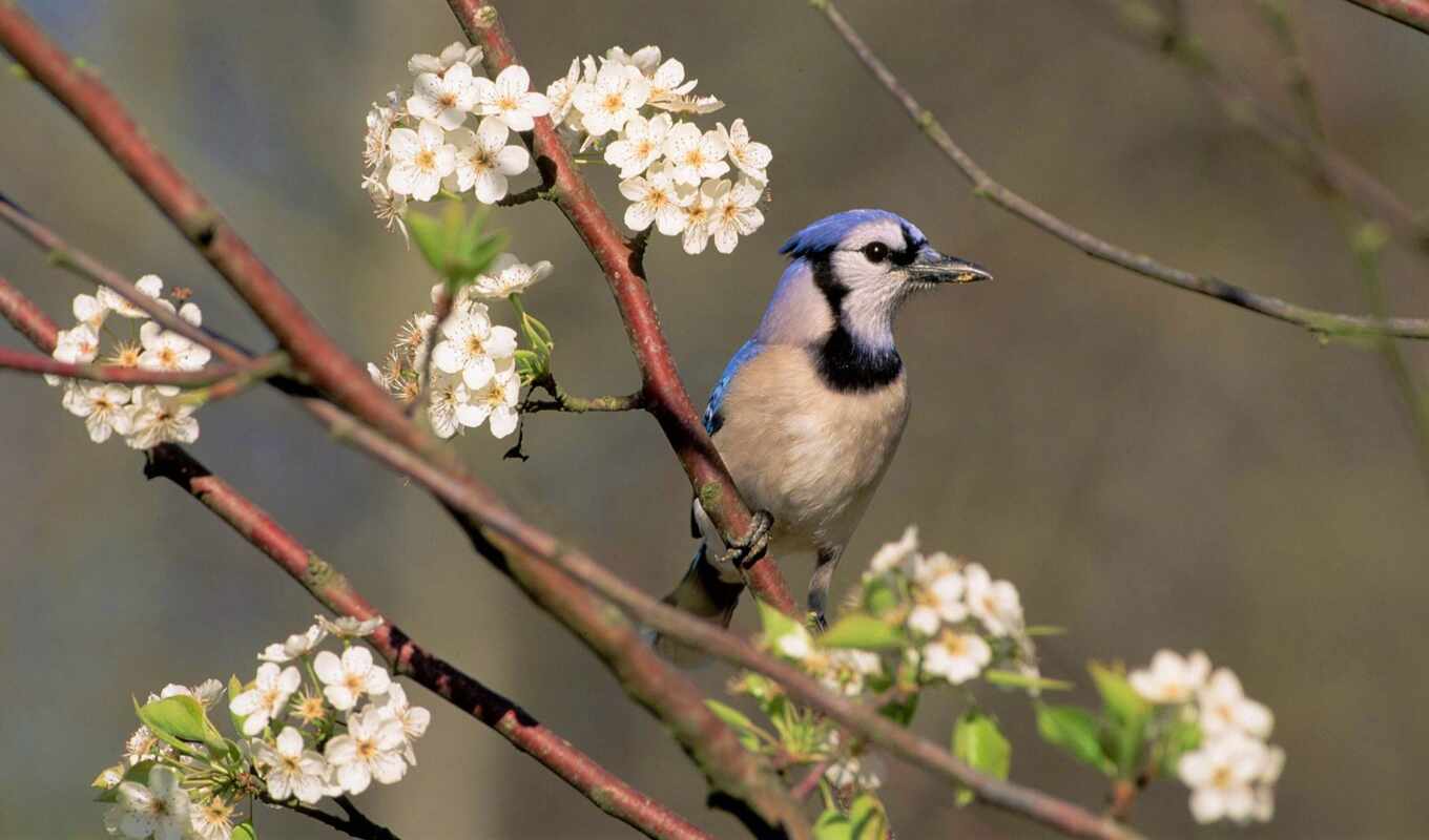 nature, flowers, tree, petals, Sakura, cute, beauty, bird, animal, pear