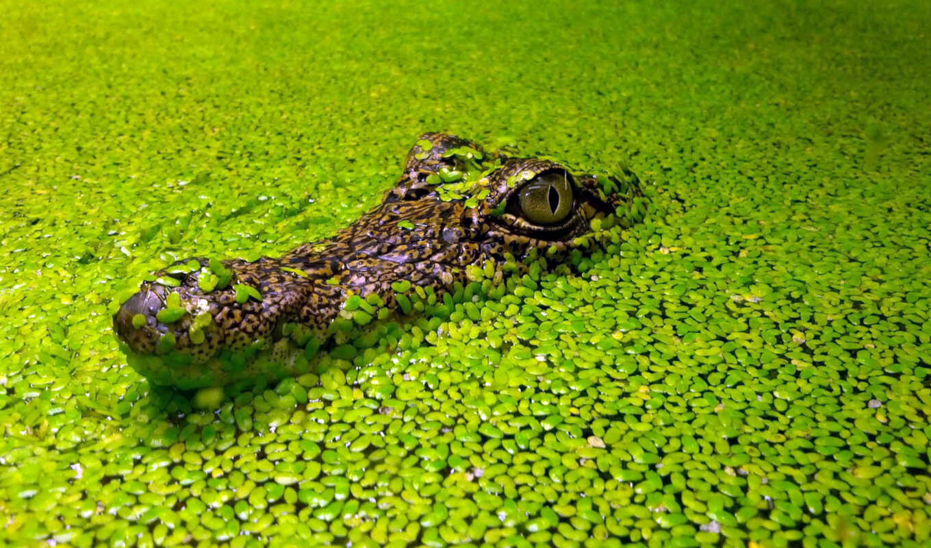 green, crocodile, sleeping, what?, reservoir