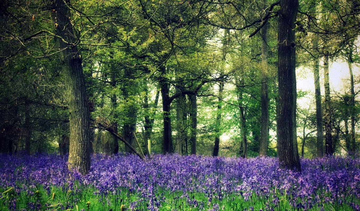 nature, green, forest, forest, trees, cvety, purple