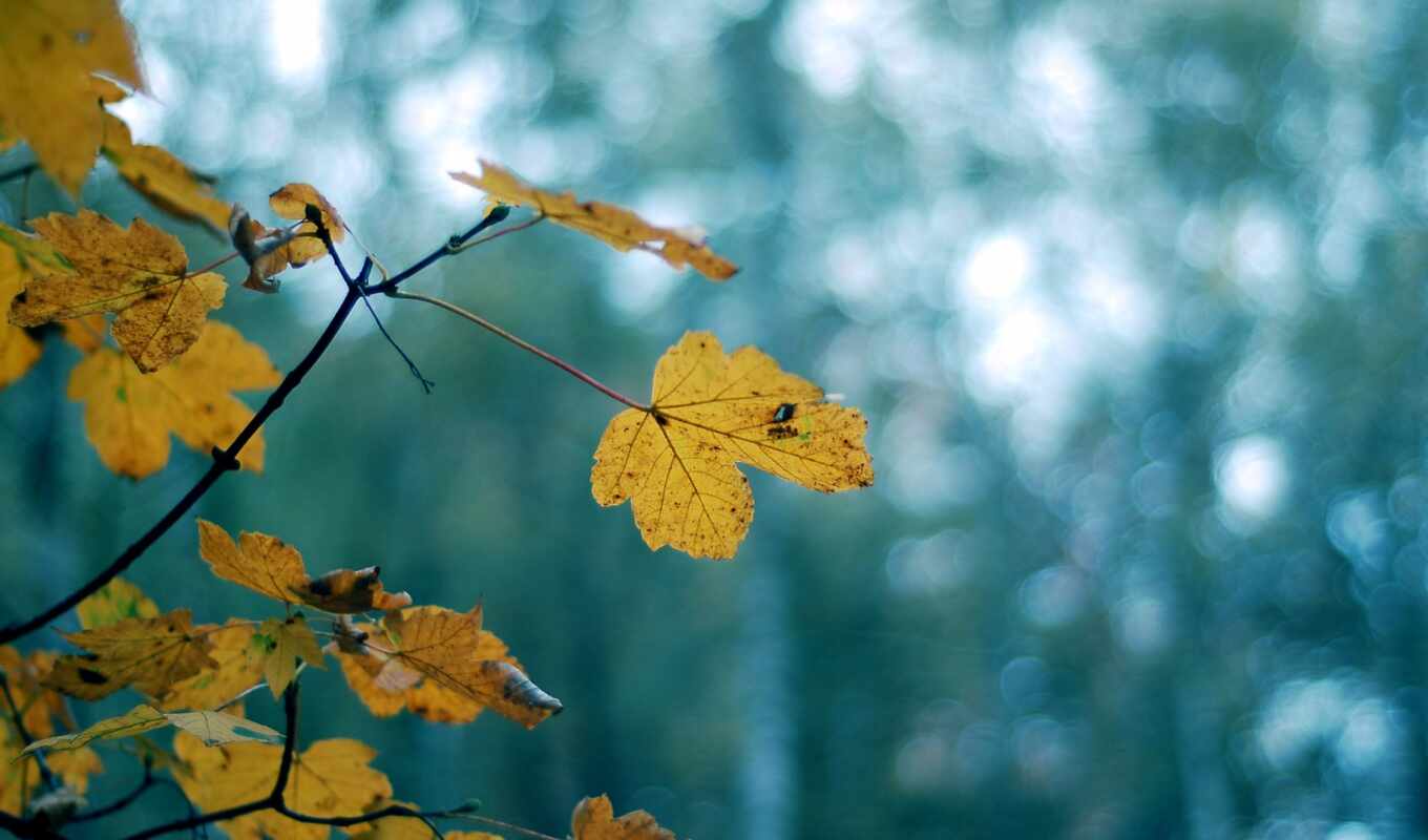 фон, comments, дерево, листья, листва, желтые, downloads