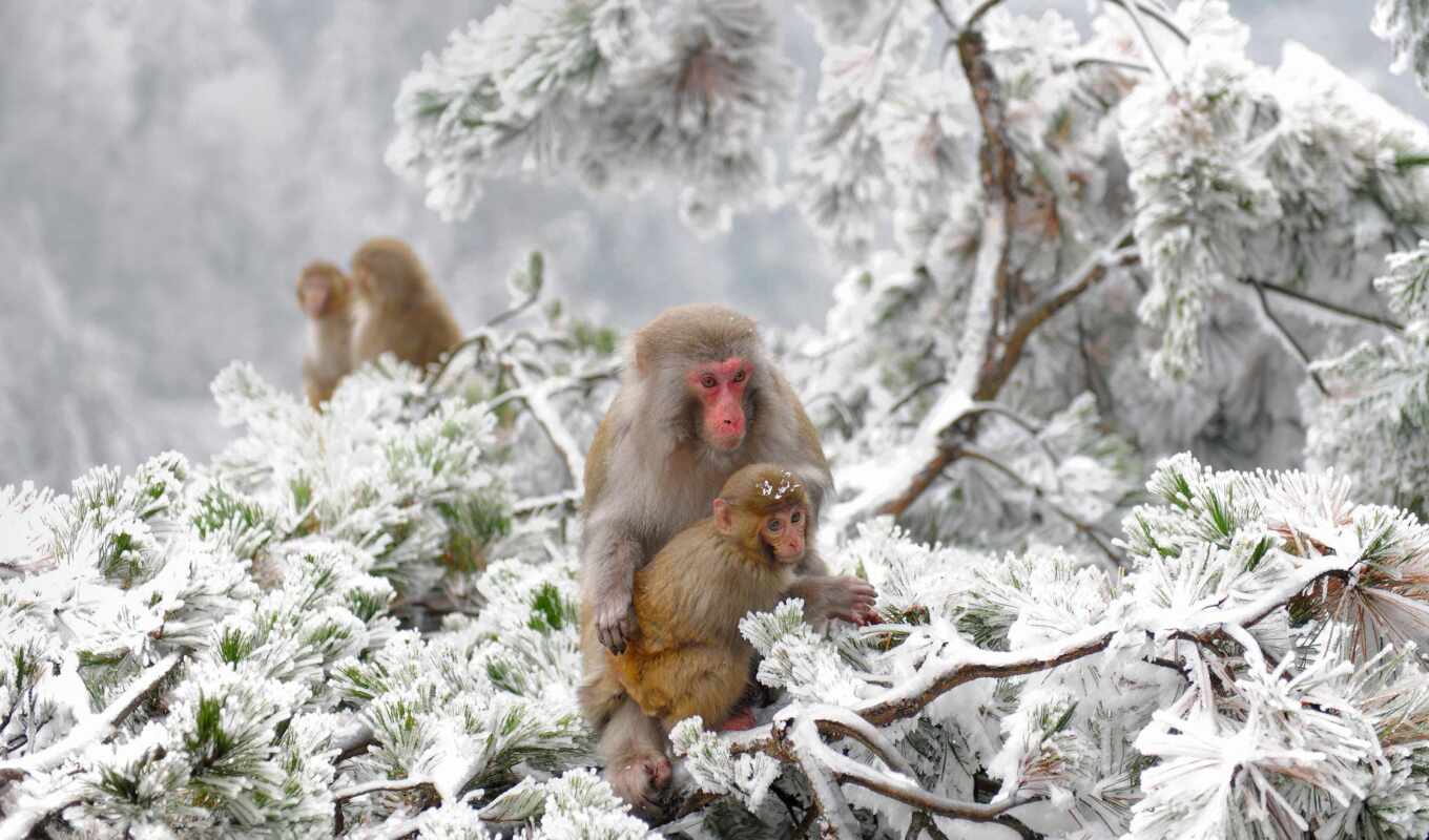 природа, снег, winter, animals, холод, япония