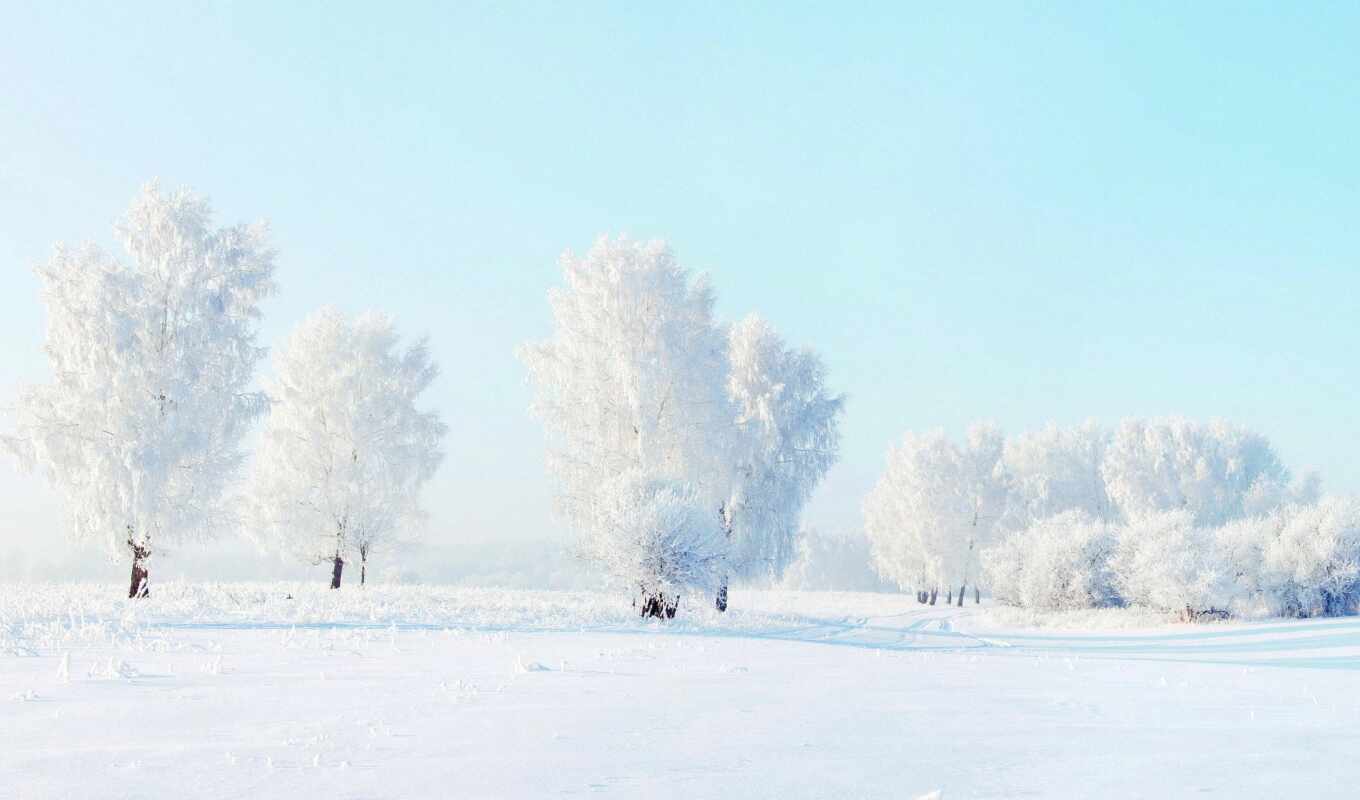 white, tree, frost, snow, winter, forest, landscape, day, beautiful