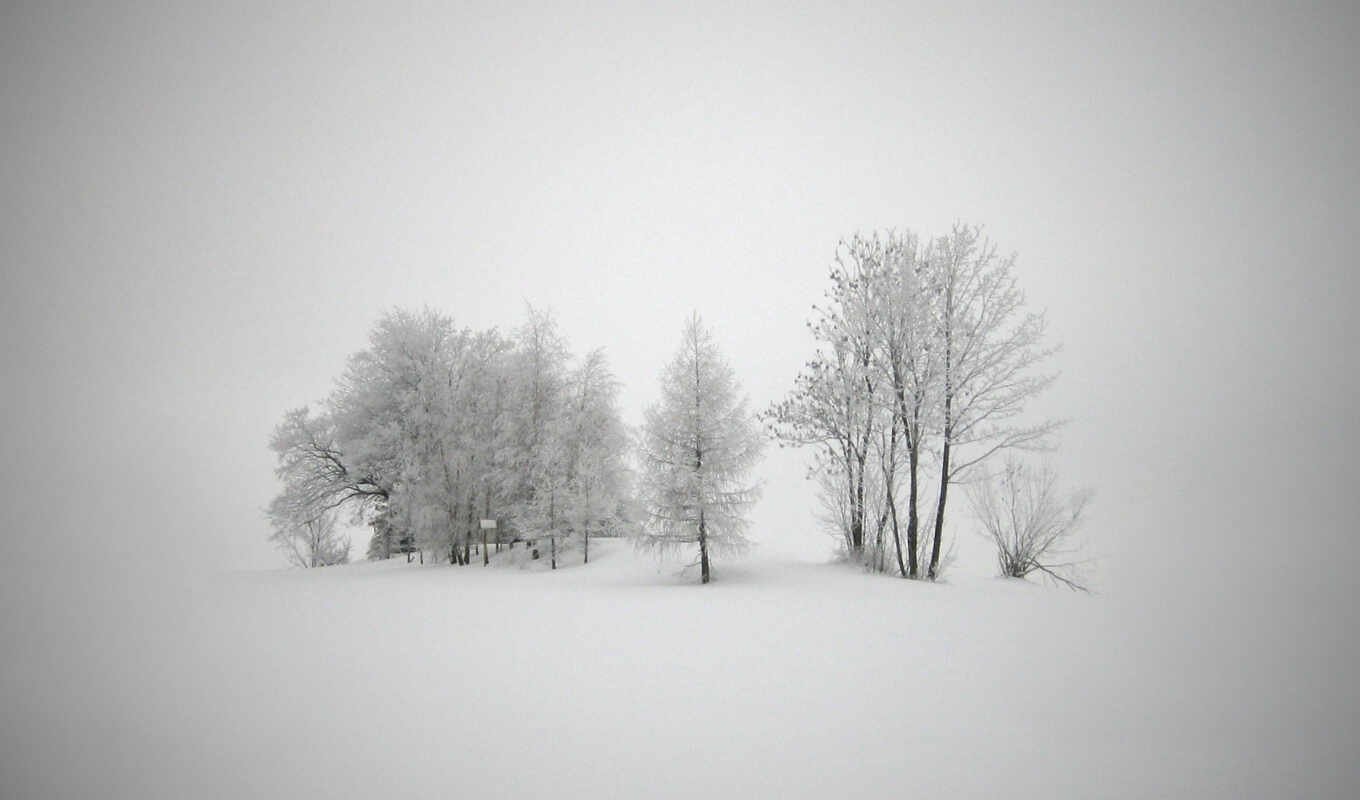 white, background, canon, tree, snow, winter, forest, cold, mf, blizzard, sensy