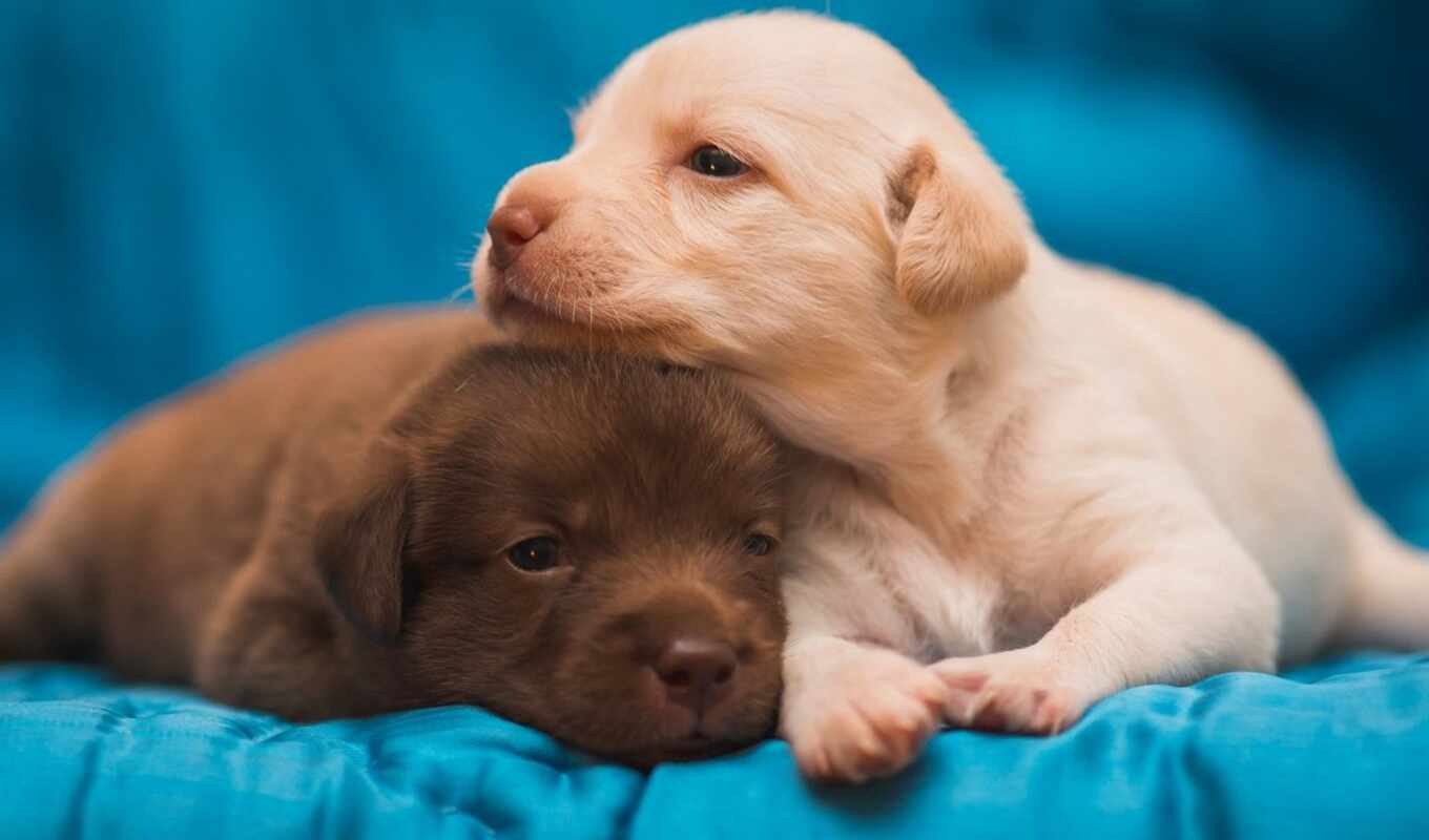 dog, puppy, breed, Labrador, baby, retriever, pair, kostroma