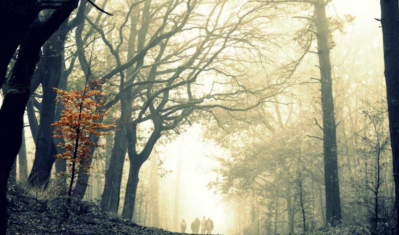 лист, дерево, лес, und, осень, туман, хмурый