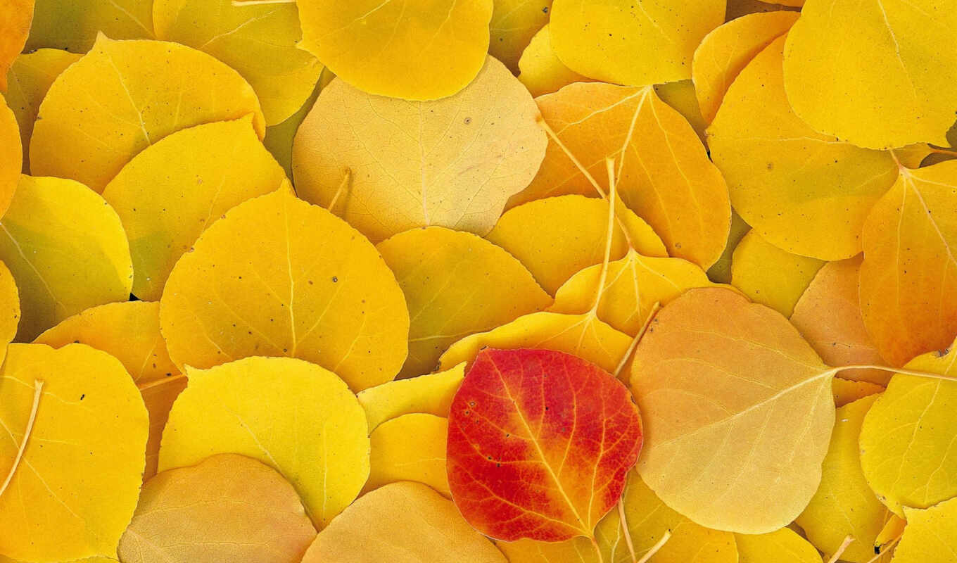 природа, листья, красный, осень, желтый, осина