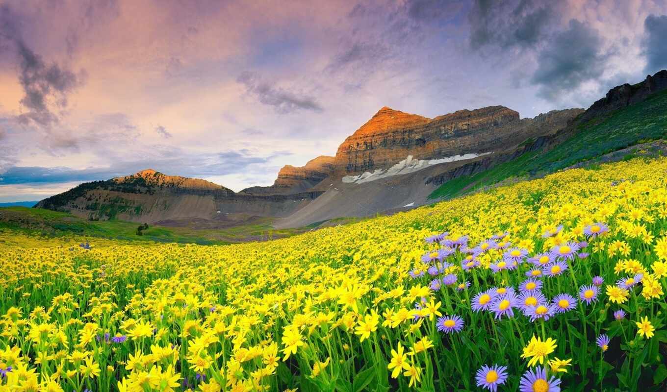 flowers, india, долина, uttarakhand, yumthang