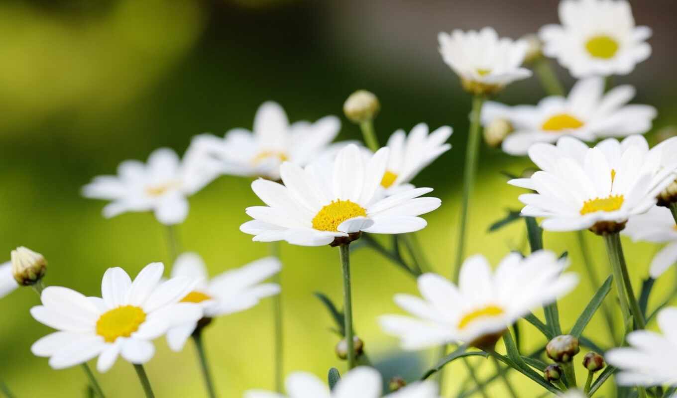 nature, summer, white, page, daisies, cvety