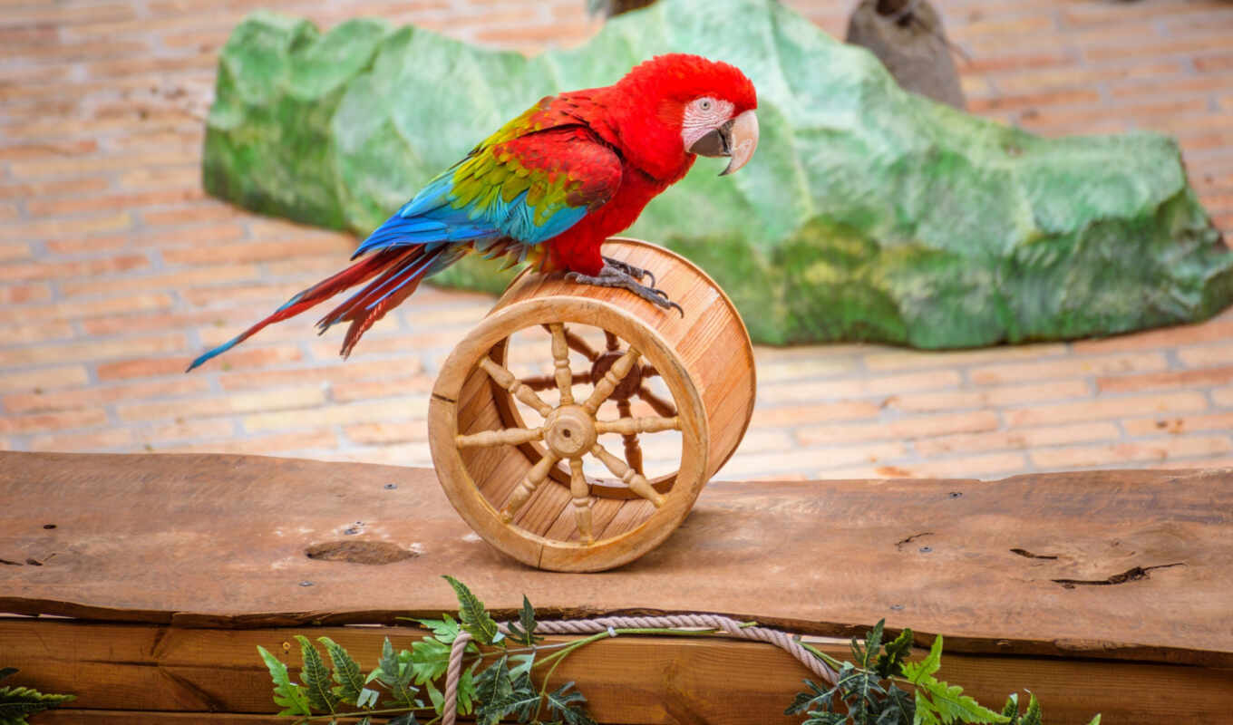 background, large format, photos, free, to find, tablet, a parrot, subject