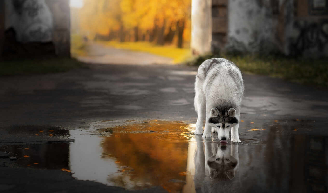 air, dog, husky, reflection, ha