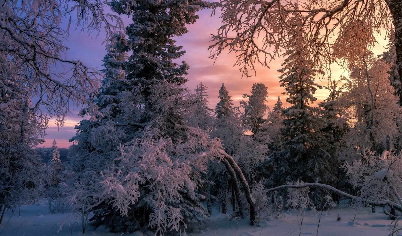 sun, дерево, снег, winter, лес, landscape, june, елка, fore