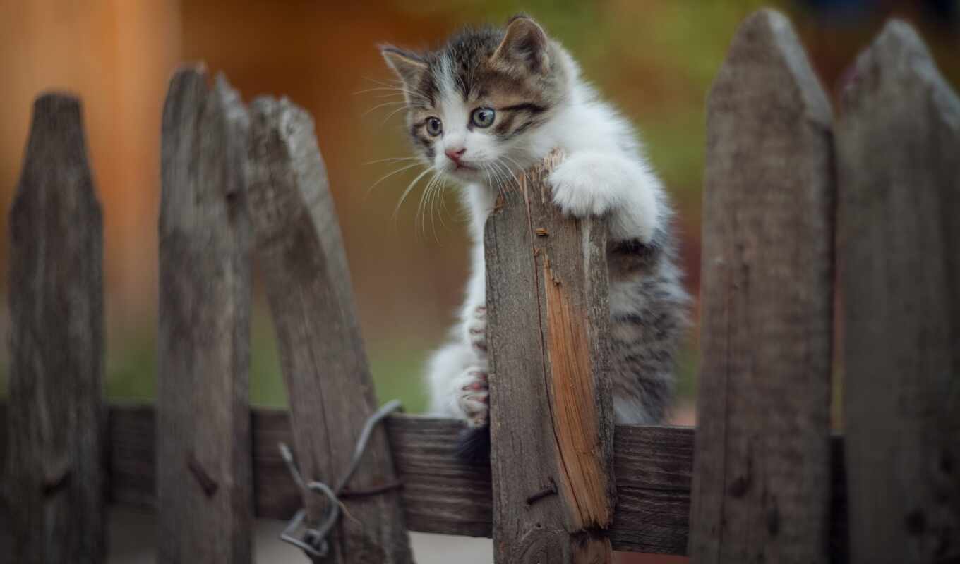 view, free, cat, kitty, baby, funny, fence, iphone, screensaver
