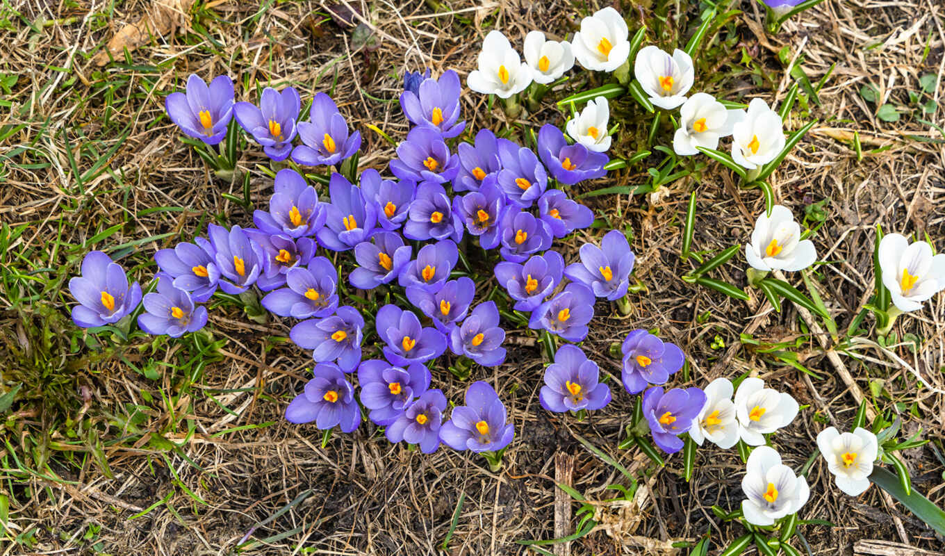 flowers, crocus