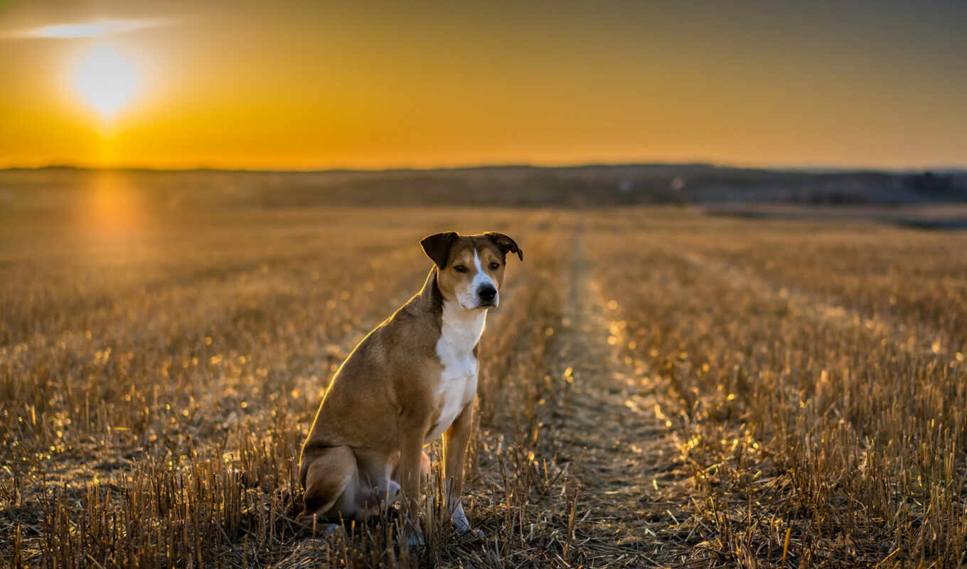 взгляд, закат, поле, собака