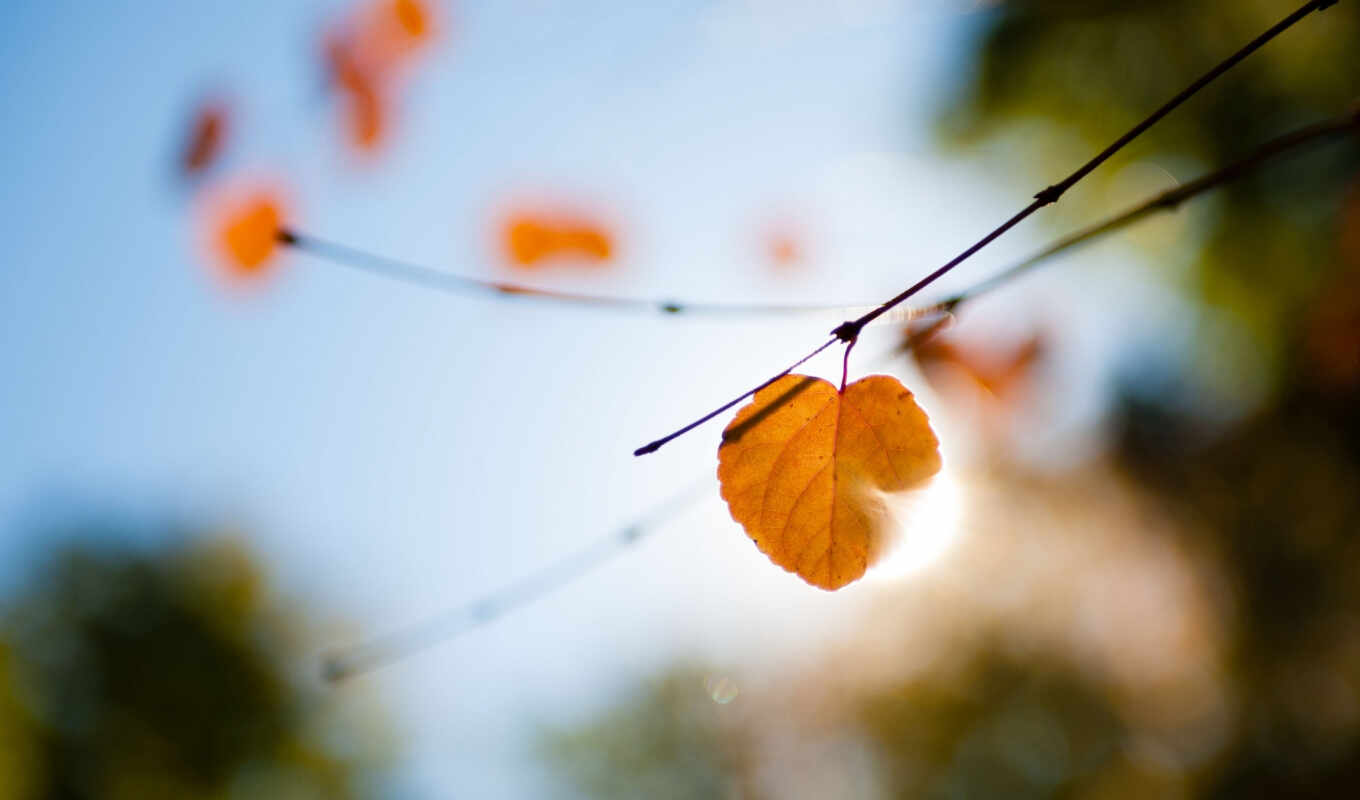лист, свет, макро, осень, блики, ветки