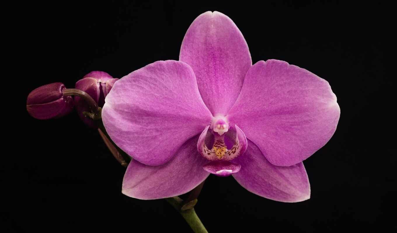 black, orchid, orchids, macro, cvety, flower, dark, orchid