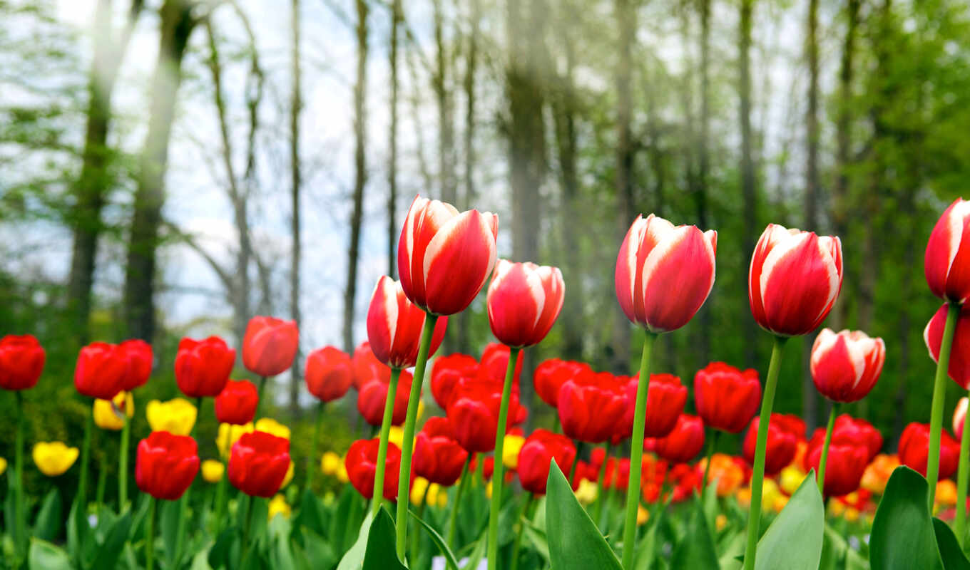 flowers, free, commercial, turkey, tulip, ghoul, bambir, tulipaner