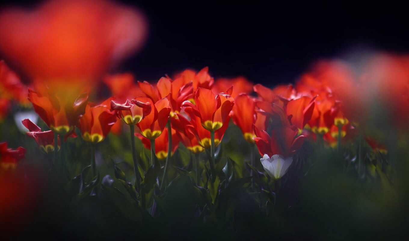 picture, photographer, red, wild, spring, turkey, tag, tulip, sprenger