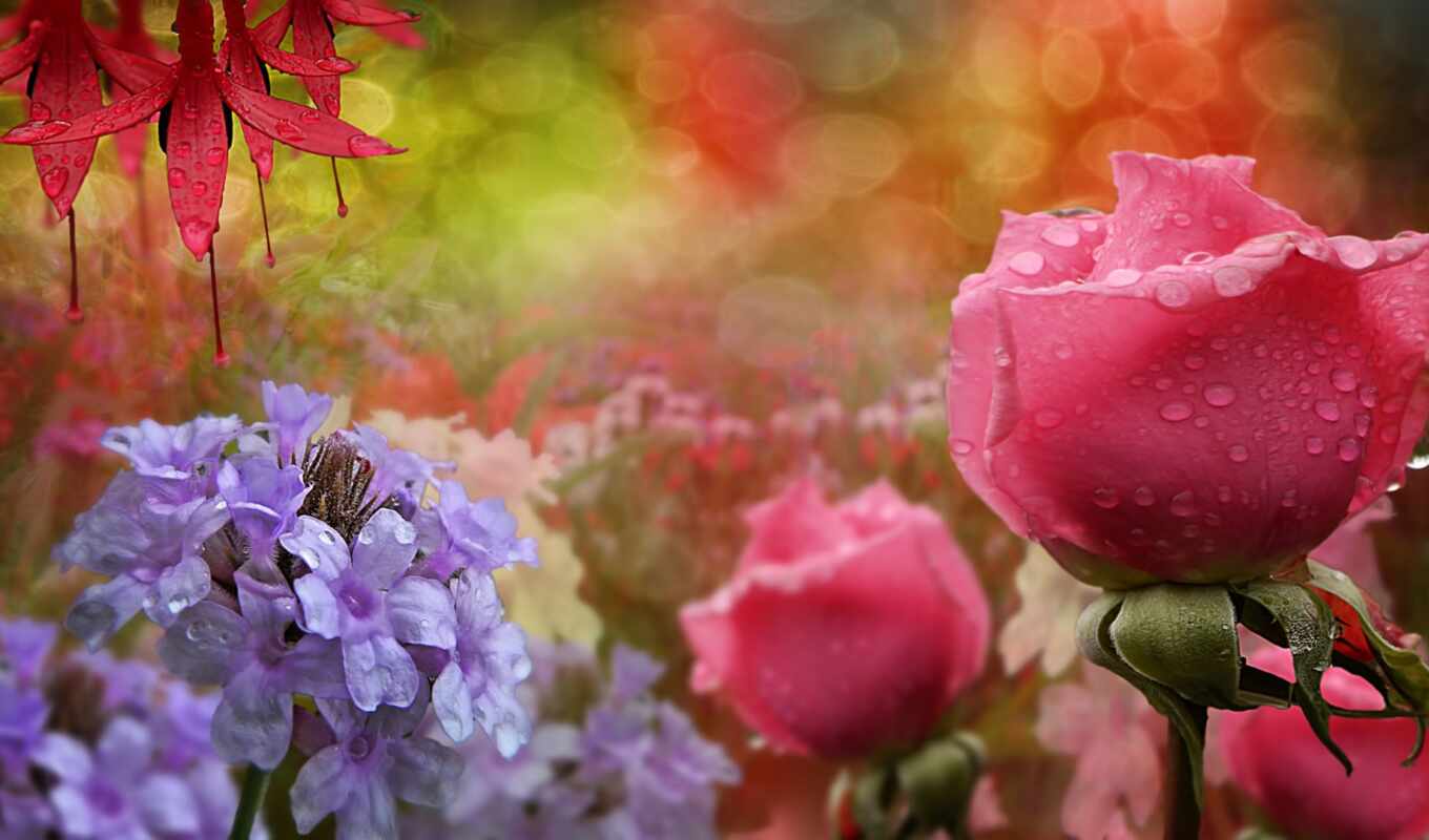 flowers, rose, blue, facebook, water, world, pink, a drop, dimension, wordandmelody