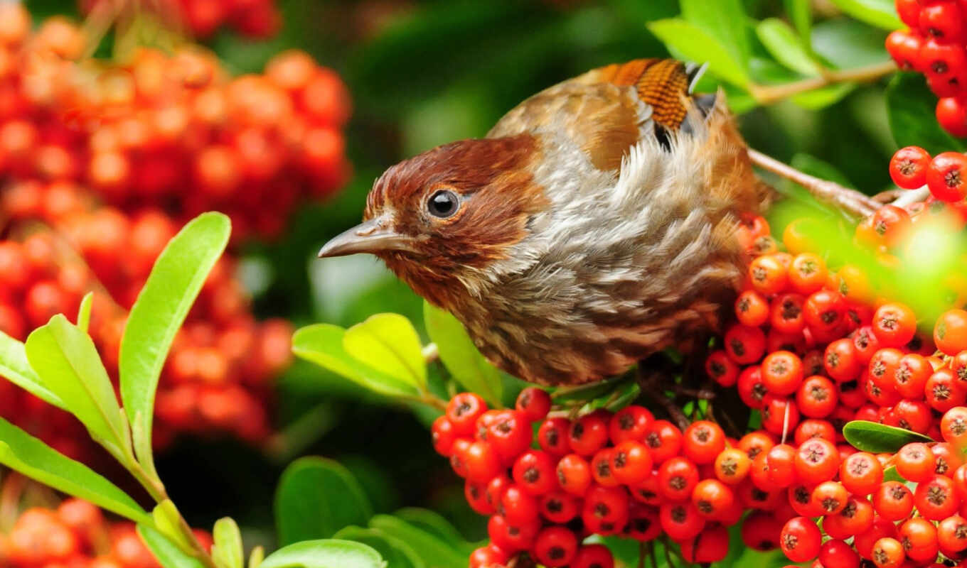 bird, beak, ashberry