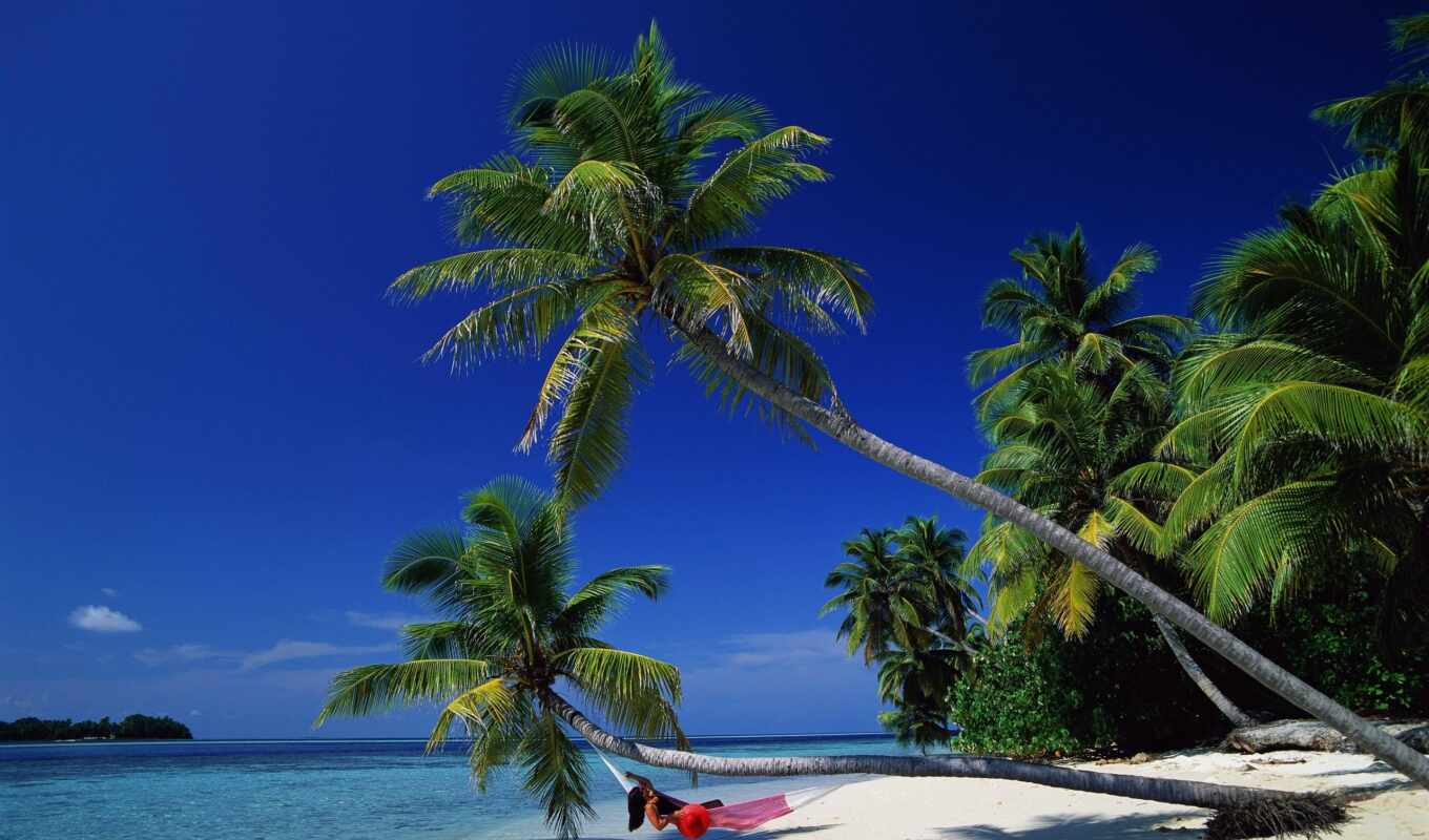 природа, дерево, пляж, море, palm, tropical, relax, гамак