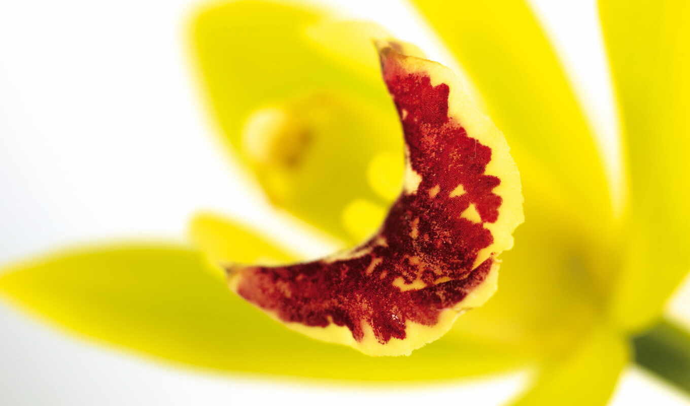 желтый, орхидея