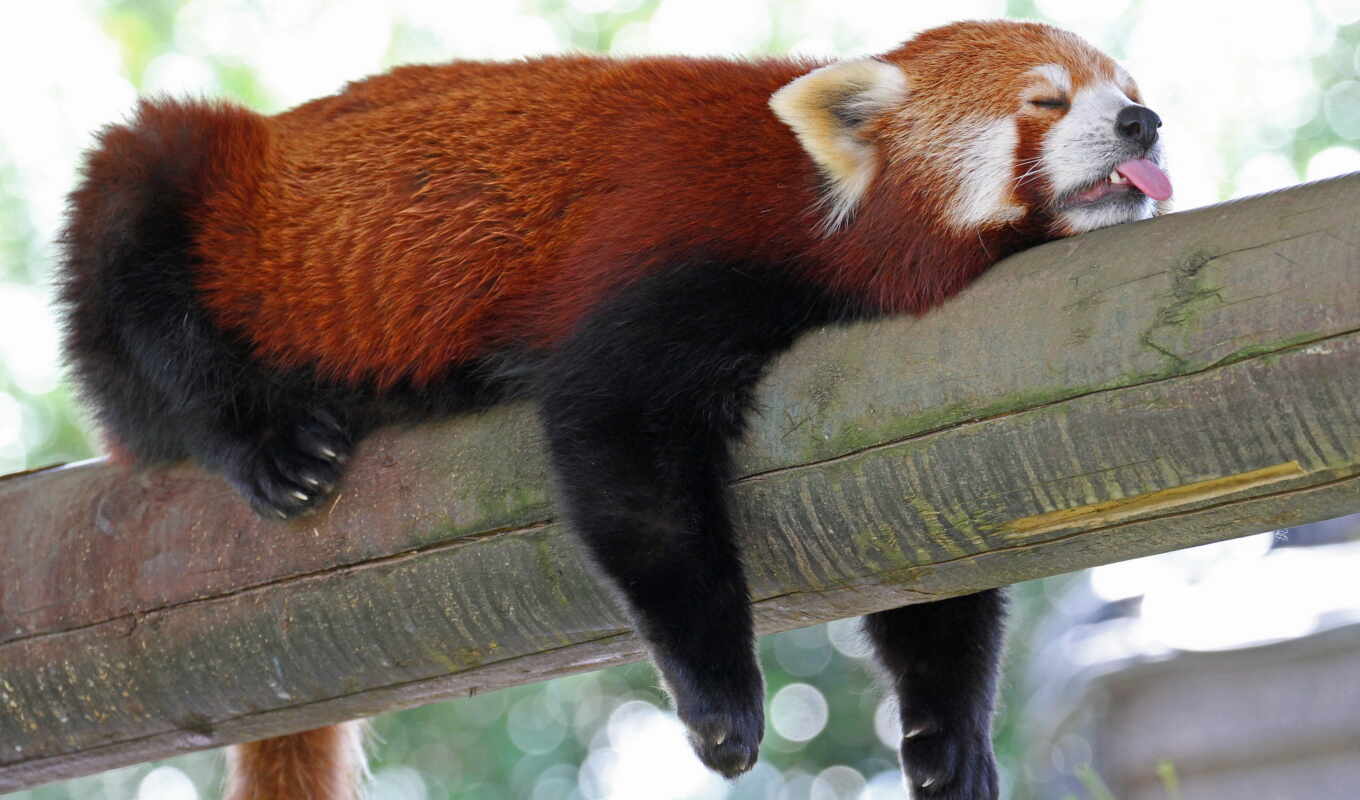 firefox, красная, панда, спит, малая