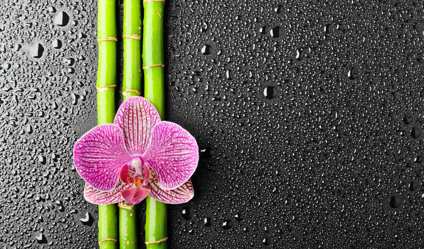 flowers, drops, bamboo, orchid, more detailed