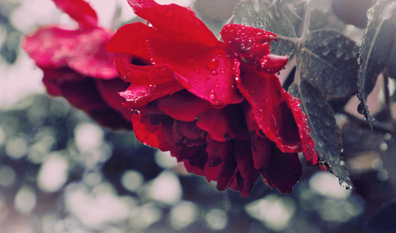 цветы, роза, full, дождь, red, roses