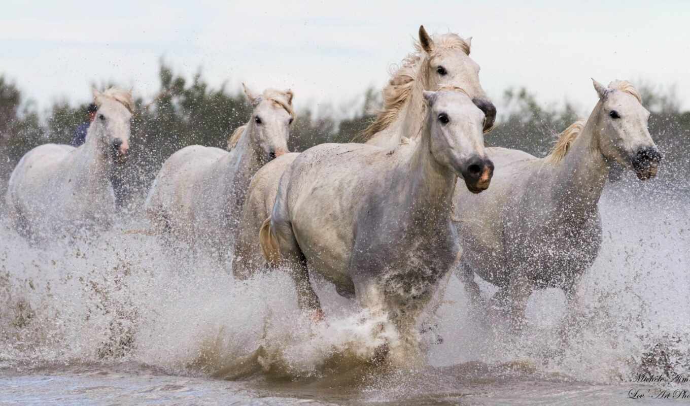 white, лошадь, animals, лошади, кони, running, лошади, zoom