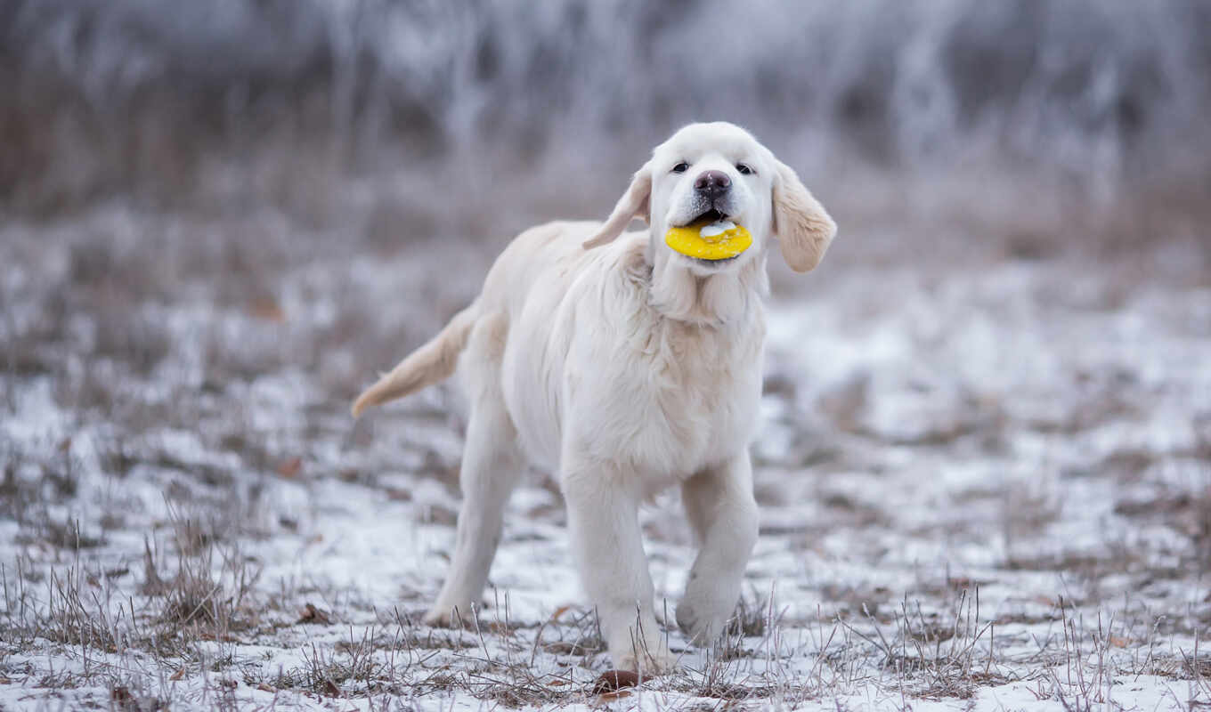comment, grass, retriever, topic, rate, universal, snow, dog, gold, shabakin