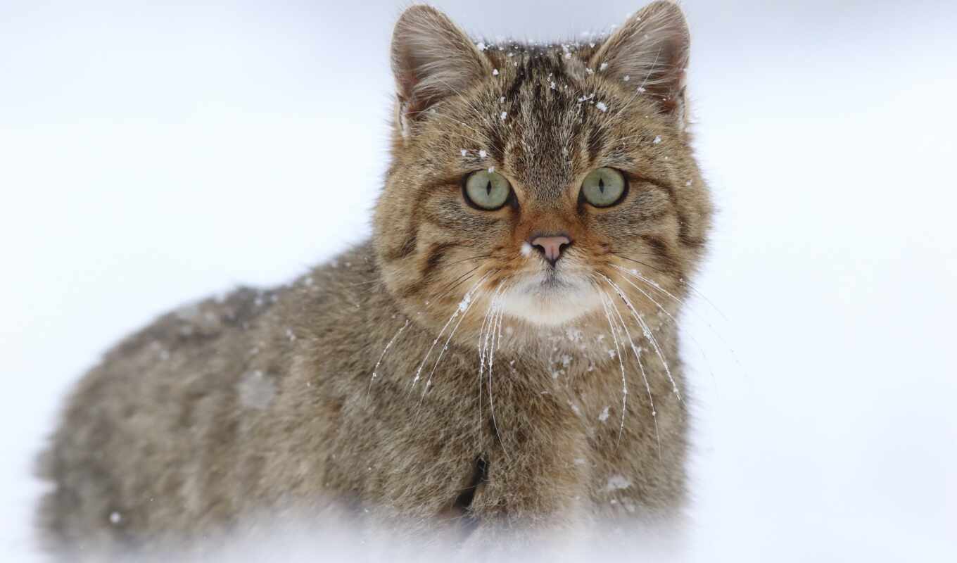 взгляд, снег, кот, wild, animal, warm, рассказать
