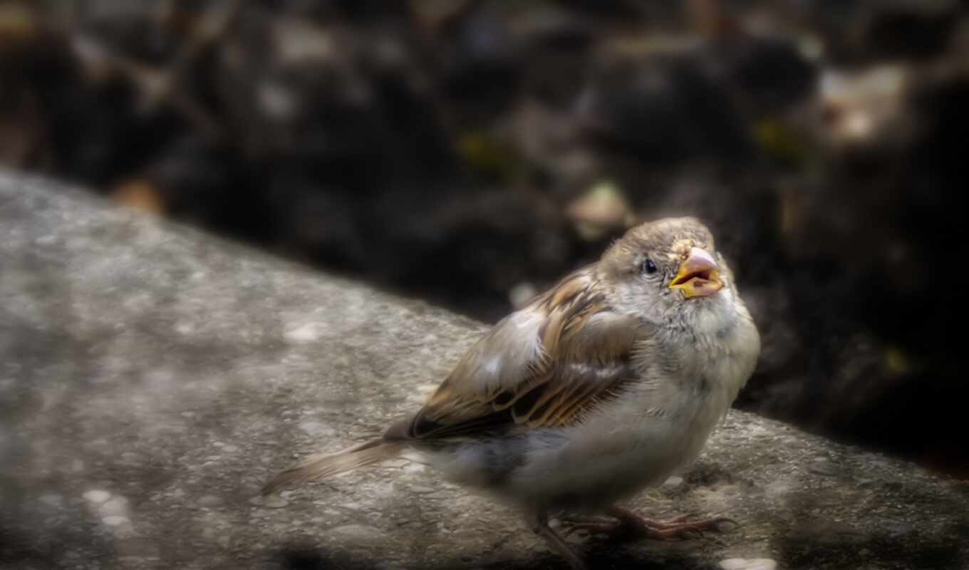 cool, bird, sparrow