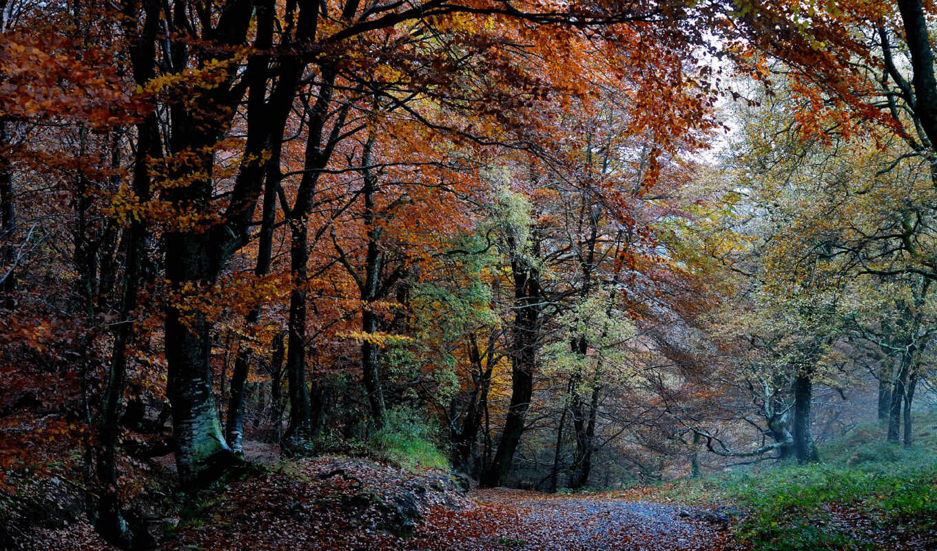 природа, дерево, осень, fore