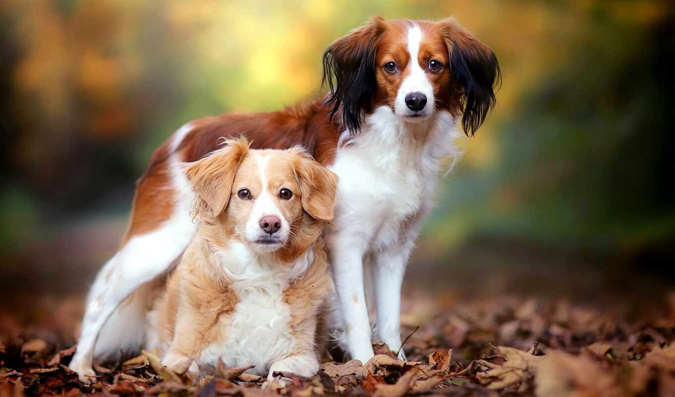 dog, autumn, brittany