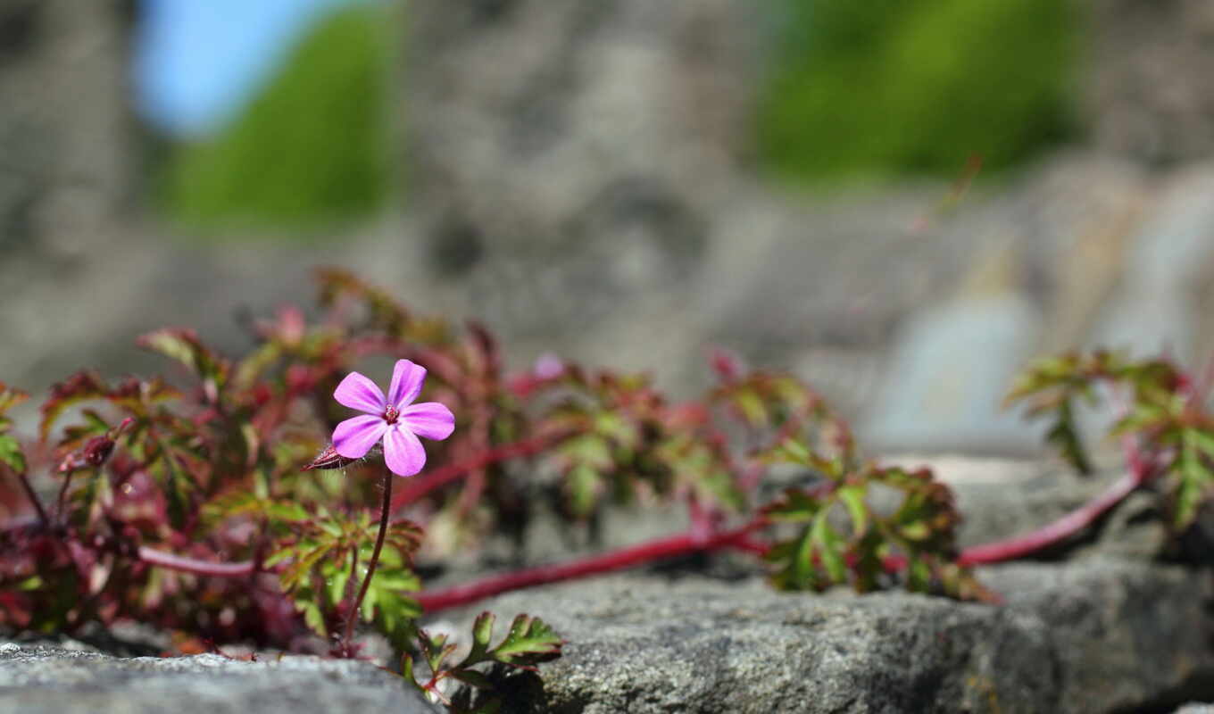 flowers, stone