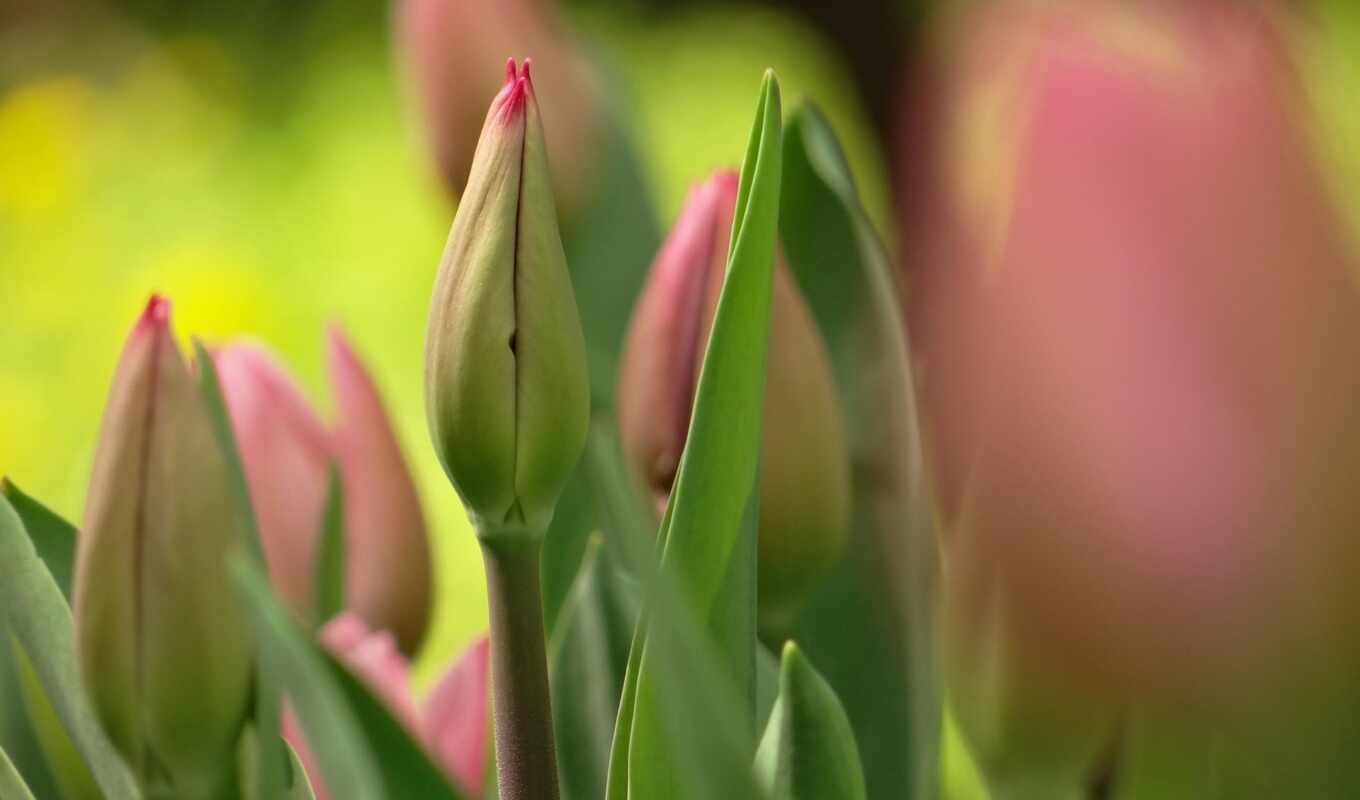 flowers, pictures, new, photos, day, tulips, every, screensavers