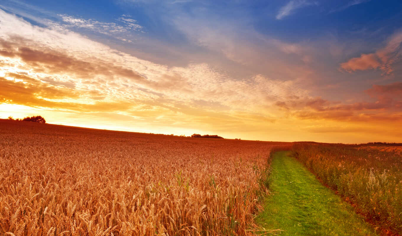 pole, колосья, небо, дорога, трава, пшеница