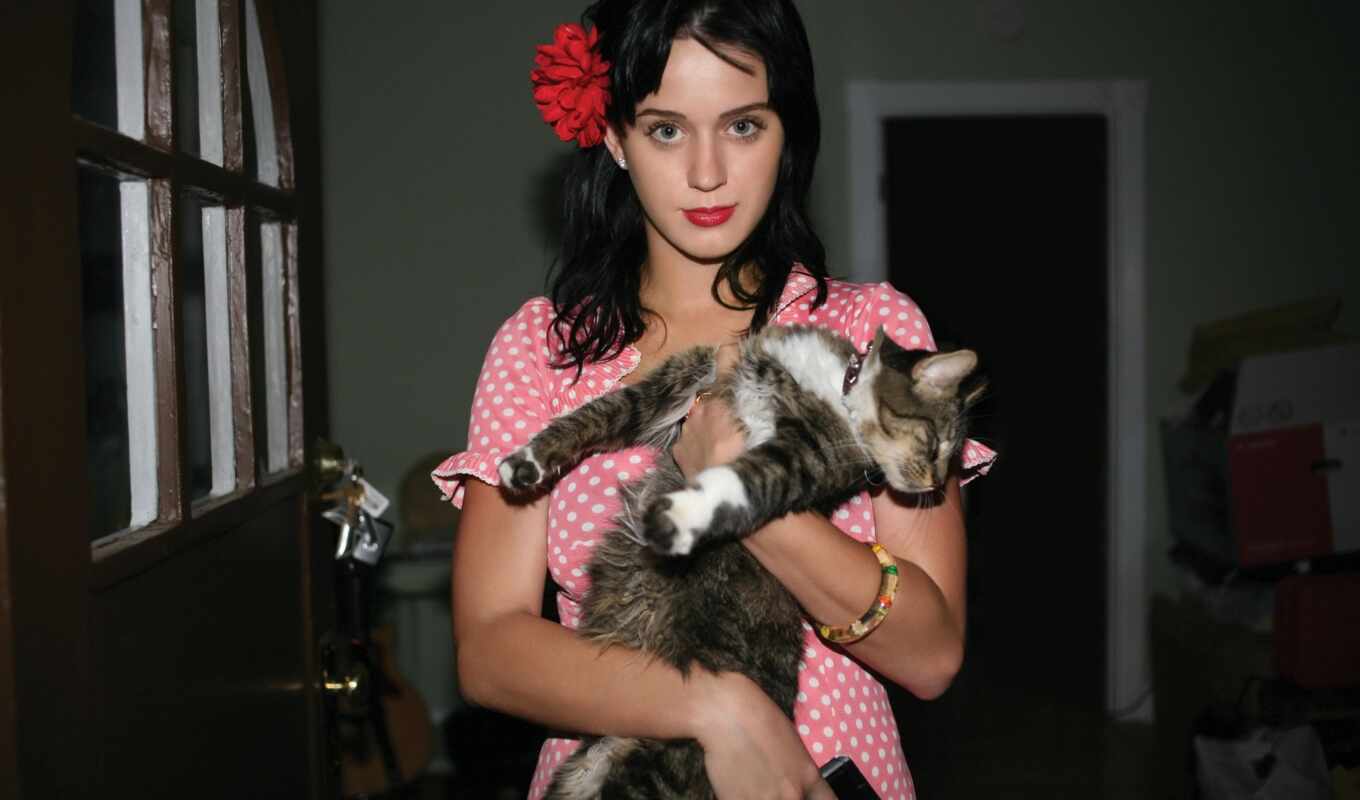 cat, katy, cats, pinterest, kitty, perry, purry